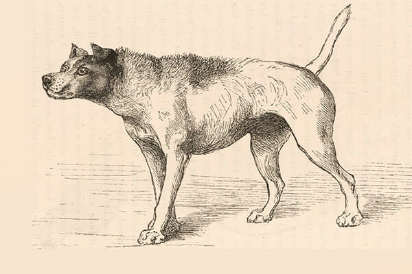 Darwin's dog